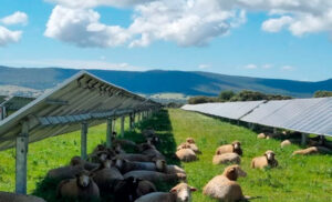 L’agrivoltaïsme, une solution pour mon projet ?