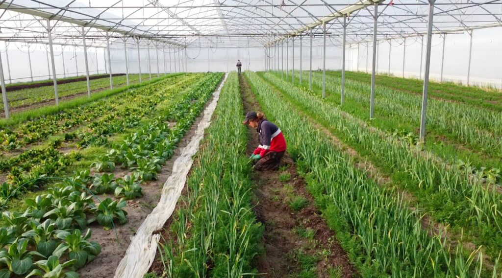 Maraîchère au travail sous serre, transmission d'une ferme bio ou agroécologique