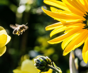 Apiculture