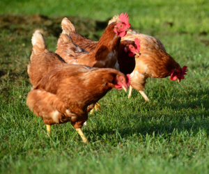 Aviculture