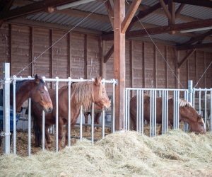 Equin