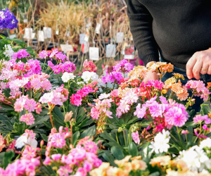 Horticulture