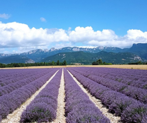 Provence-Alpes-Côte d'Azur