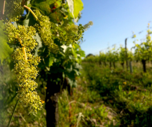 Viticulture