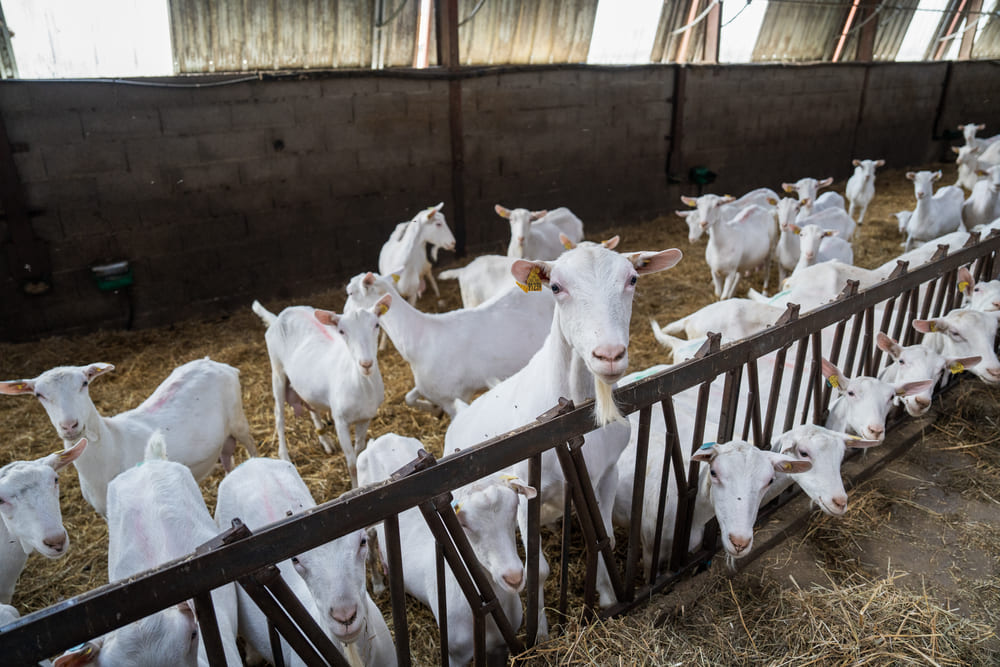Elevage caprin élevage de chèvres, reprendre une chèvrerie, fromagerie fermière, cheptel caprin à reprendre